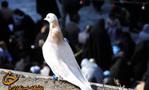 برگزاری جشنواره نمایشنامه‏ خوانی رضوی در دهه کرامت در مشهد