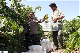 انگورکاران برای فروش محصول عجله نکنند
