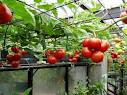 کشت محصولات سبزی و صیفی دربیش از 5هزارهکتار از زمین های کشاورزی چهارمحال وبختیاری
