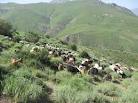 تعداد دام موجود در مراتع ییلاقی سمنان بیش از ظرفیت این مراتع است