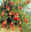 اجرای طرح مبارزه بيولوژيك در باغات انار شهرستان شاهرود