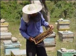 پدیده گرد و غبار عسل تولیدی گچساران را 35 درصد كاهش داد