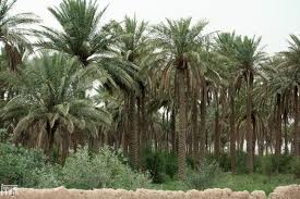 خشکسالی هزاران هکتار از نخلستانها و باغات هرمزگان را با مشکل مواجه کرده است