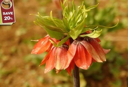 خاطراتی شاد و ماندگار داشته باشید