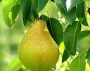 مصرف گلابی در سحر  برای رفع تشنگی روزه داران