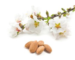 برداشت بادام درختی در بیله سوار آغاز شد