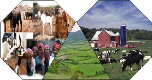 پراکندگی کشاورزی تاثیرگذار در افزایش اقتصادهای محلّی