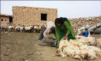 افزایش 40 درصدی تولید پشم در استان چهارمحال و بختیاری