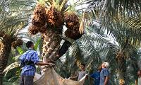 برداشت 150 تن خرما در بستک