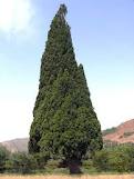 سرو 3000 ساله هرزویل منجیل