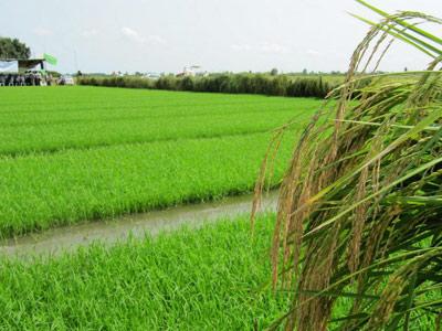 اشتغال پایدار در زمین های شیب دار بهشهر