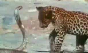 فیلم / توله پلنگ و شاه كبرا