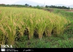 اجرای طرح زهكش زیرزمینی در13هزار هكتار از اراضی پارس آباد