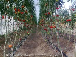 کشت داربستی گوجه فرنگی در فضای باز