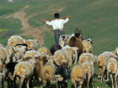 پرورش واحدهای دامی مازندران به شیوه سنتی