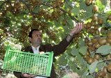 آغاز ‏عملیات برداشت میوه از باغ های آبدانان ‏