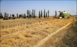 برداشت گندم از سطح بیش از یك هزار هكتار از مزارع مجن شاهرود آغاز شد