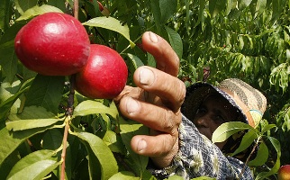 افزايش 20 درصدي برداشت ميوه دراستان چهارمحال و بختياري