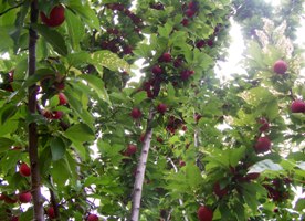 اجراي طرح احيا واصلاح باغهاي استان چهار محال و بختياري