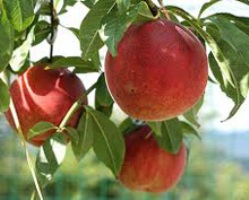 افزایش 20 درصدی قیمت محصولات باغی پس ازهدفمندی یارانه ها در استان چهارمحال و بختیاری