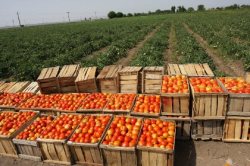 برداشت بیش از 60 هزار تن گوجه فرنگی از اراضی پارس آباد
