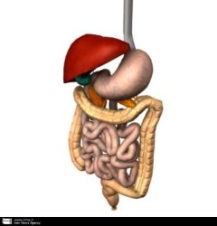 ناراحتی های دستگاه گوارشی در افراد ناشی از پرخوری انواع مواد غذایی