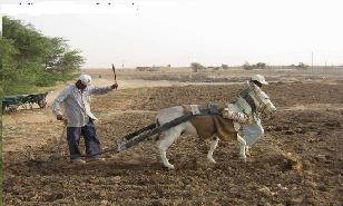 در برخی مناطق برداشت گندم سنتی انجام مي شود