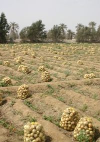 آغاز برداشت پياز از مزارع استان چهارمحال و بختياري