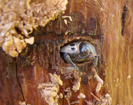 سوسك چوب‌خوار»،بلاي جان بلوط‌ ها‏‎ ‎