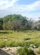 بازار تابستانی اراضی حومه شهر