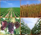 واگذاری 154 هکتار از اراضی ملی برای اجرای طرح توسعه باغات در مریوان