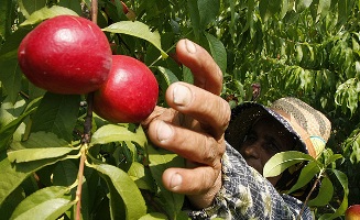 آغاز برداشت هلو و شليل از باغهاي استان چهارمحال و بختياري