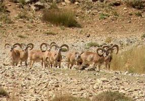 فراخوان عکس جاذبه های استان چهارمحال و بختیاری به مناسبت عید سعید فطر