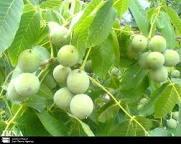 واگذاری 154 هكتار از اراضی ملی به باغات مریوان
