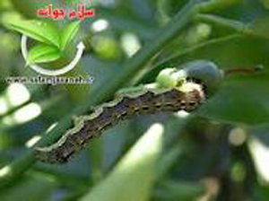 آغازمبارزه با آفت کرم غوزه پنبه دراستان فارس