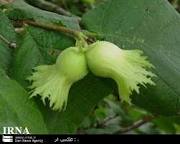 خواص درمانی فندق