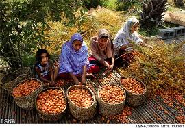 بیش از 100 تن خرما از نخلستان های هرمزگان برداشت مي شود