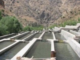 تخريب 15 مزرعه غيرمجاز پرورش ماهي کيار