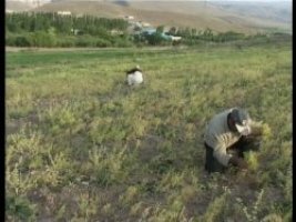 برداشت 843 تن عدس اززمین های کشاورزی استان چهارمحال و بختیاری