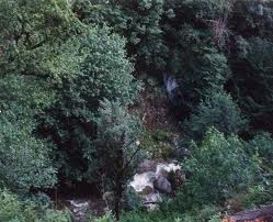 کشف هواپیمای آموزشی سقوط کرده در منطقه کوهستانی سرولات رودسر