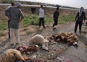 حمله گرگها باعث تلف شدن  ۳۱ راس گوسفند در بجستان شد