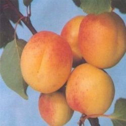 ایجاد300 هكتار باغ میوه در گرمی