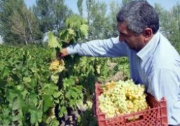بیش از 1400 تن انگور از باغهاي قاینات برداشت خواهد شد