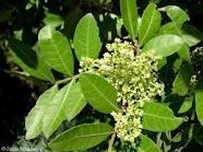 توليد 148 هزار کيلوگرم شيره درخت ون در کردستان