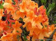 در آمد 50 میلیارد ریالی از فروش گل و گیاه، در شهرستان رودسر