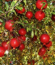 12 طرح كشاورزی در مهدیشهر تصویب شد