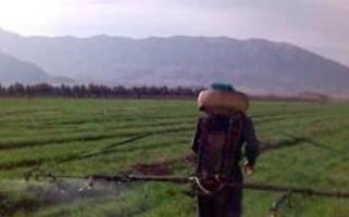 مبارزه شیمیایی در سطح 7062 هکتار از مزارع آلوده به آفت سن غلات
