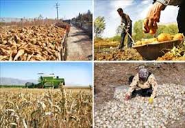 با استفاده از  منابع داخلی، توان تولید 92 درصد غذایی مردم وجود دارد