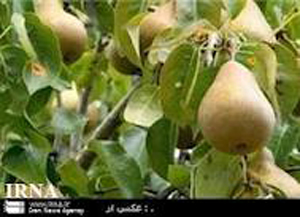 افزایش 20 درصدی برداشت گلابی از باغ های فارس
