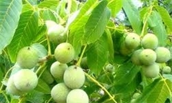 جشنواره گردو امسال در کرمان برگزار نمی‌شود